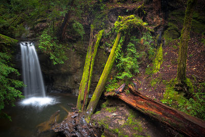 Scenic view of waterfall in forest