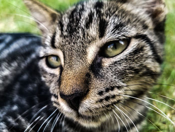 Close-up portrait of cat