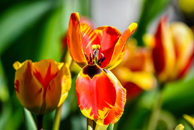 Close-up of red tulip