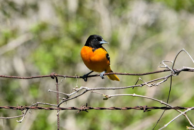 Close-up of bird perching on branch