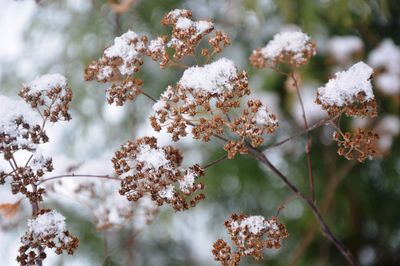 Close-up of white cherry blossoms in spring