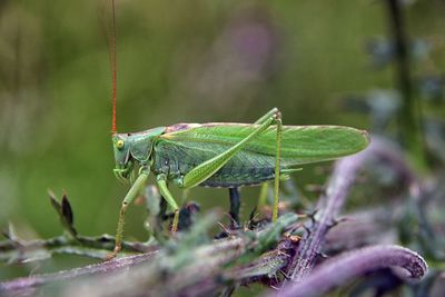 Close-up of insect on leaf