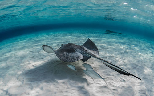 High angle view of man swimming in sea