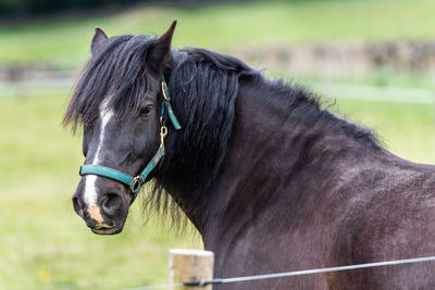 Horse in ranch