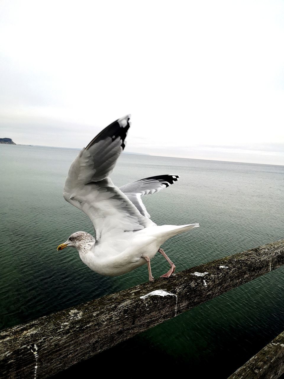 SEAGULL FLYING ABOVE SEA