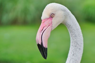 Close-up of a bird