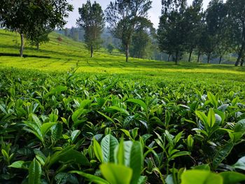 Scenic view of field against trees