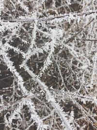 Full frame shot of snowflakes on tree