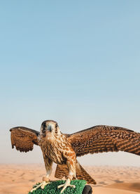 Close-up of bird flying against clear sky