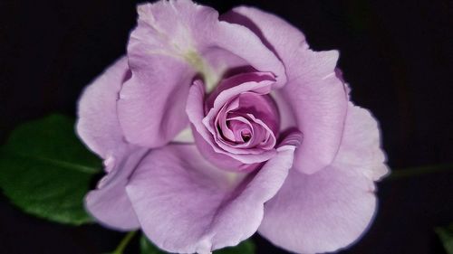 Close-up of flower against blurred background