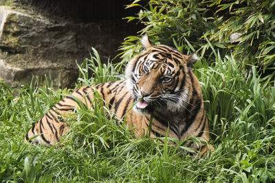 Tiger in grass