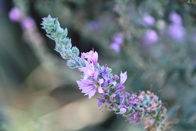 Close-up of purple flowers growing outdoors