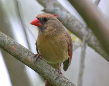 Close-up of bird perching on tree