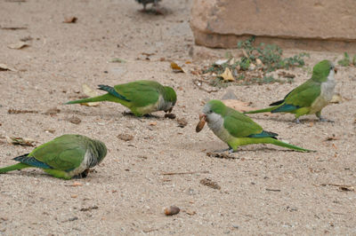 Close-up of bird