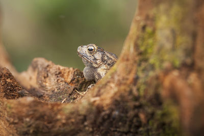 Close-up of a lizard on rock