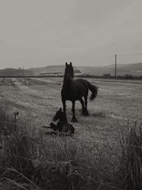 Horse in the field