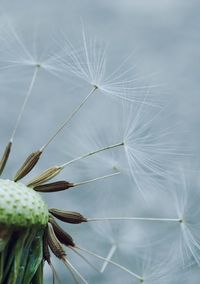 Close-up of dandelion flower 