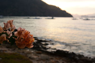 Close-up of orange flowering plant against sky during sunset