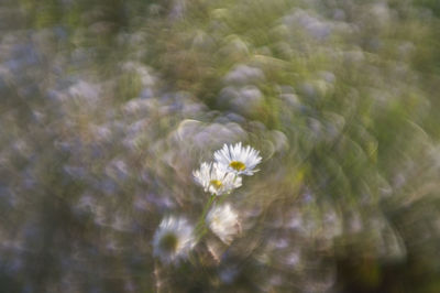 Close-up of white daisy flowers