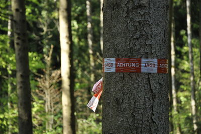 Close-up of text on tree trunk in forest