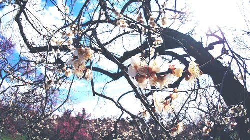 Low angle view of tree against clear sky