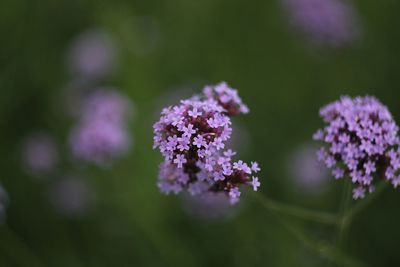 Close-up of purple flowering plants on field