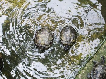 High angle view of turtle in lake