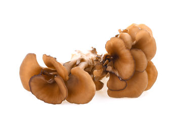 Close-up of apple against white background