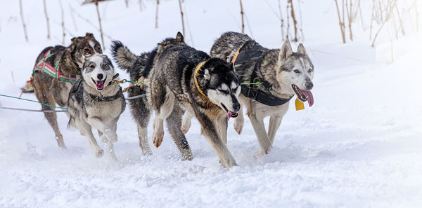 Dogs in harness pulling a sleigh competitions in winter on kamchatka