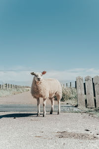 Sheep standing in a field