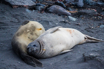 High angle view of sea lion