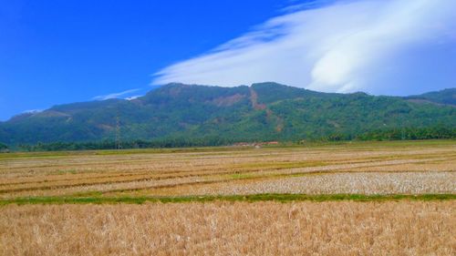 Scenic view of agricultural field against sky