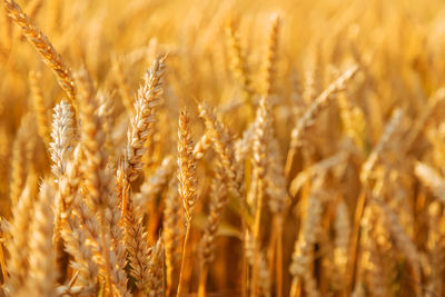 Close-up of wheat growing on field