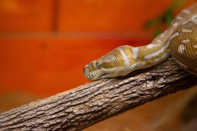 Close-up of lizard on tree