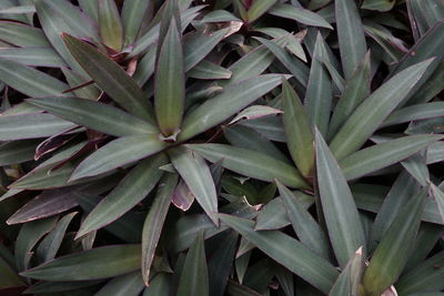 Full frame shot of plants growing on field