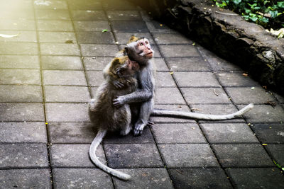 View of monkeys hugging
