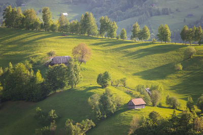 Scenic view of agricultural field