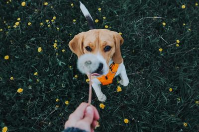High angle view of hand holding dog