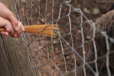 Close-up of hands feeding spaghetti on chainlink fence to wild boar in zoo