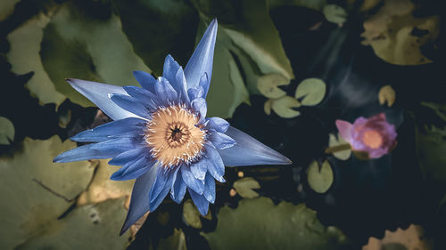 Close-up of purple lotus water lily