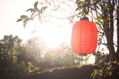 Low angle view of lantern hanging on tree