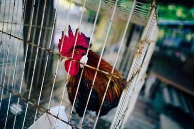 Close-up of rooster in cage