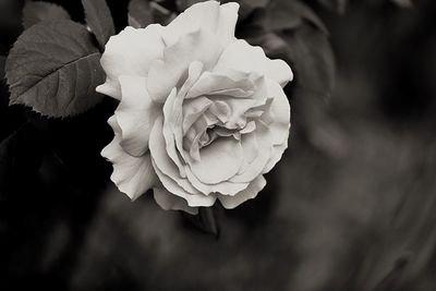 Close-up of flower against black background