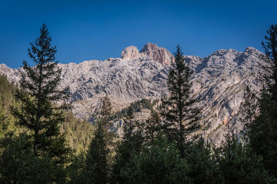 Pine trees on mountains against clear blue sky