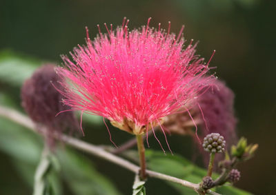Close-up of pink flower