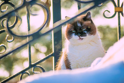 Close-up of cat seen through glass