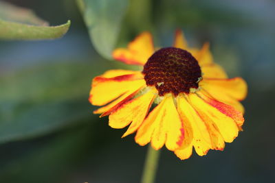 Close-up of yellow flower