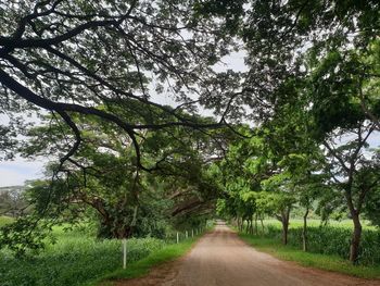 Empty road amidst trees against sky