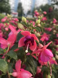 Close-up of pink flowering plant