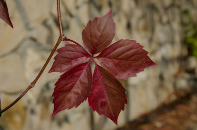Close-up of maple leaves on tree